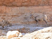 Bighorn Canyon National Recreation Area