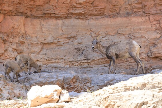 Bighorn Canyon National Recreation Area