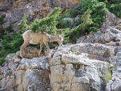 Bighorn Canyon National Recreation Area
