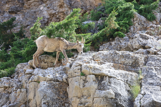 Bighorn Canyon National Recreation Area