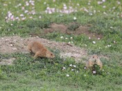 Theodore Roosevelt National Park