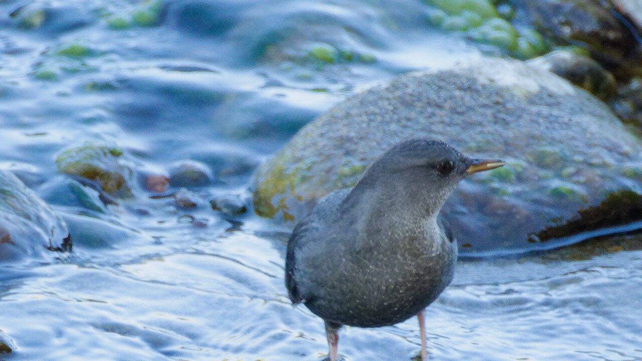 American Dipper portrait