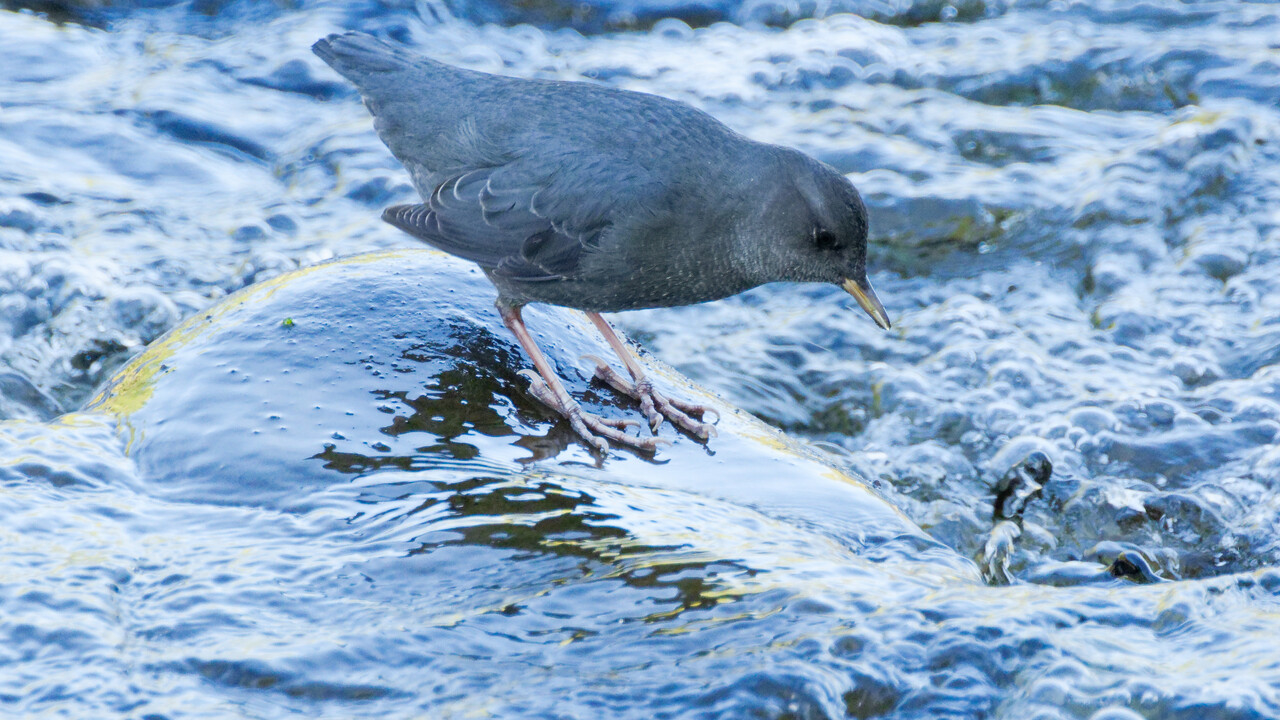 American Dipper and river 