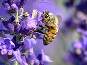 Honeybee in a Breathtaking Lavender Glow 
