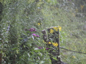 Great Smoky Mountains National Park