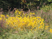 Great Smoky Mountains National Park