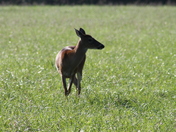 Great Smoky Mountains National Park