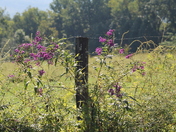 Great Smoky Mountains National Park