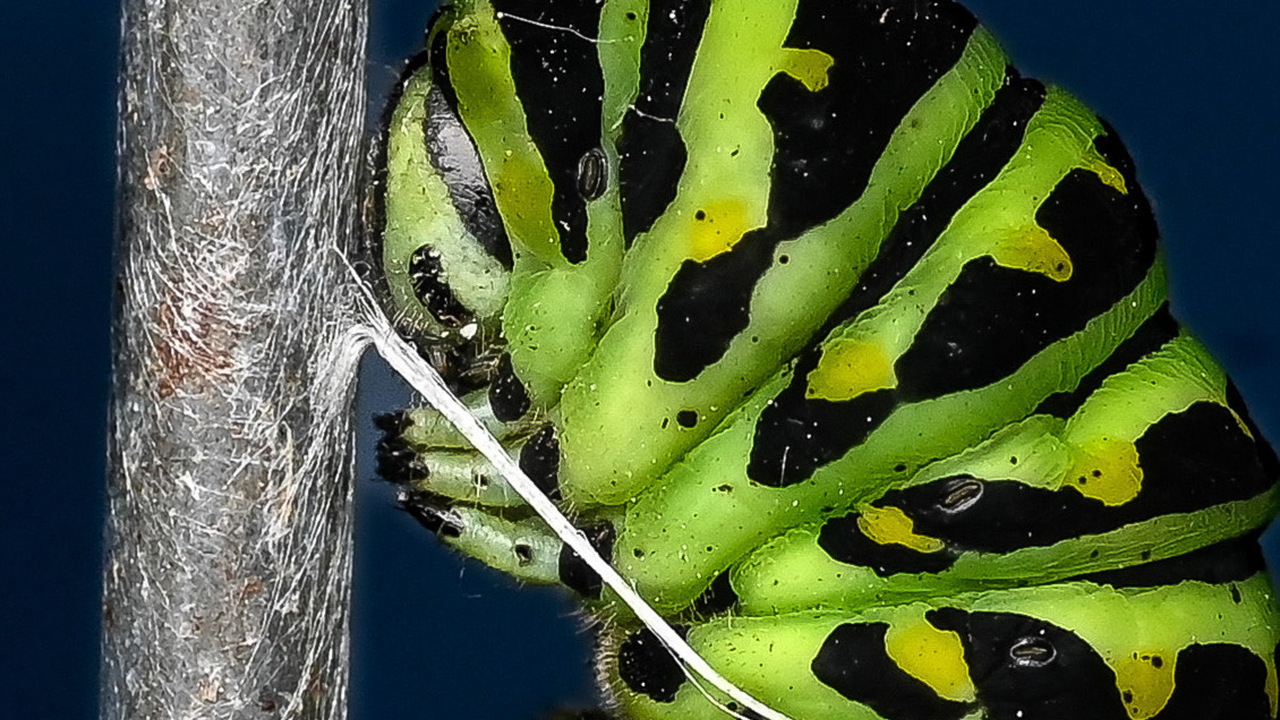 Silken Pause: Black Swallowtail in Transformation
