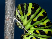 Silken Pause: Black Swallowtail in Transformation