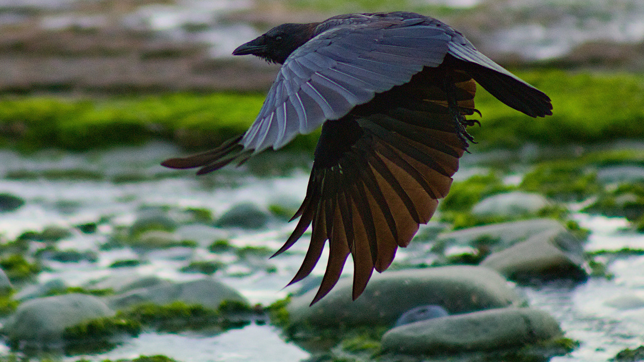 Crow at Low Tide