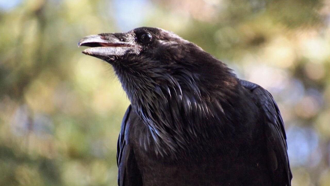 Common Raven
