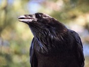 Common Raven