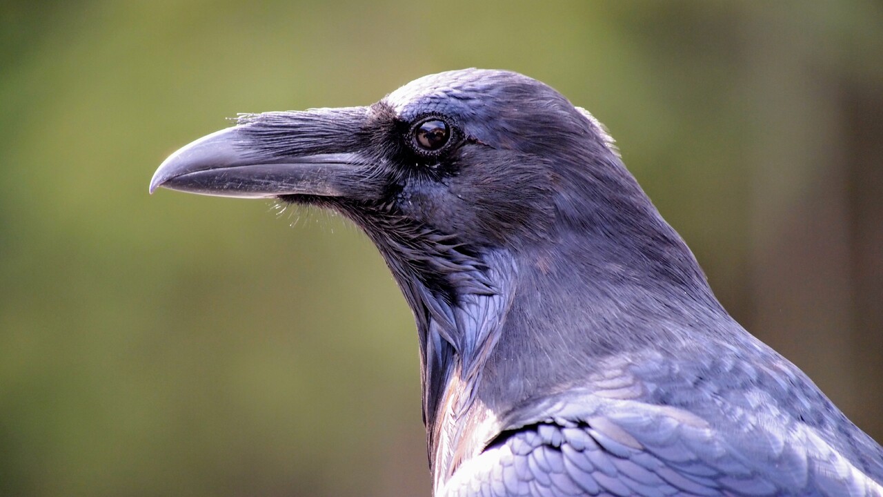 Common Raven