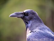 Common Raven