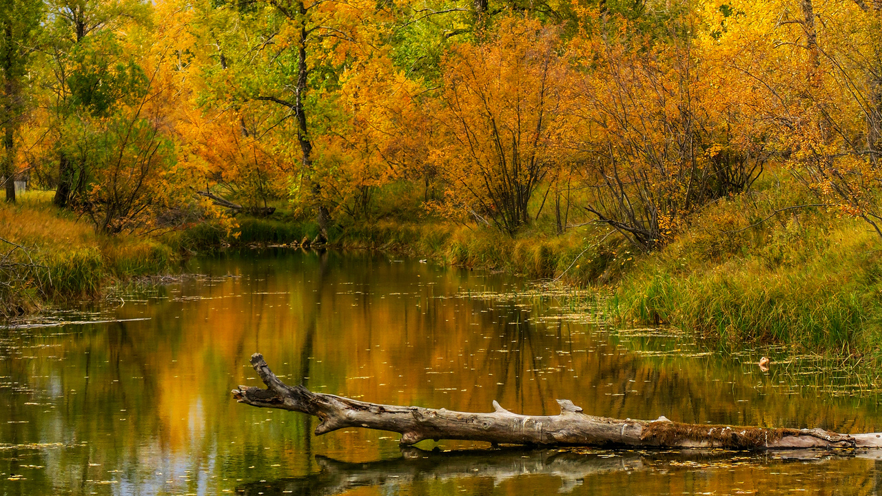 Autumn Reflections