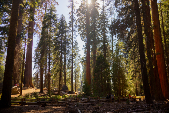 Sequoia National Park