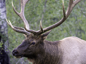 Elk Profile