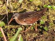 Virginia Rail