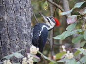 Pileated Woodpecker