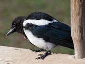 Black-Billed Magpie