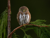 Fall Northern Pygmy Owls 