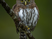 Fall Northern Pygmy Owls 