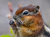 Glacier National Park