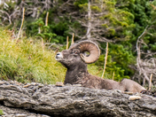 Glacier National Park