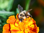 Glacier National Park