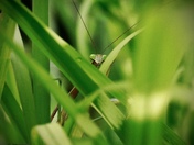 Praying Mantis Peeking at Me