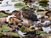 Finely feathered Green Heron