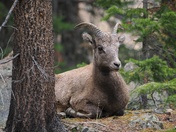 Arapaho National forest
