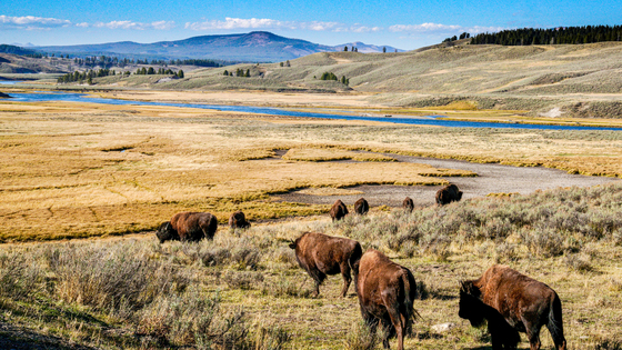 Yellowstone National Park