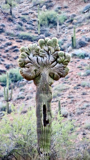 Tonto National Forest