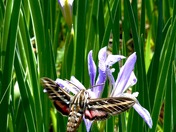 Apache-Sitgreaves National Forest