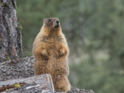 marmot