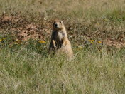 Devils Tower National Monument