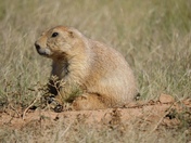 Devils Tower National Monument
