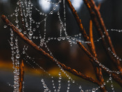 Dew Web
