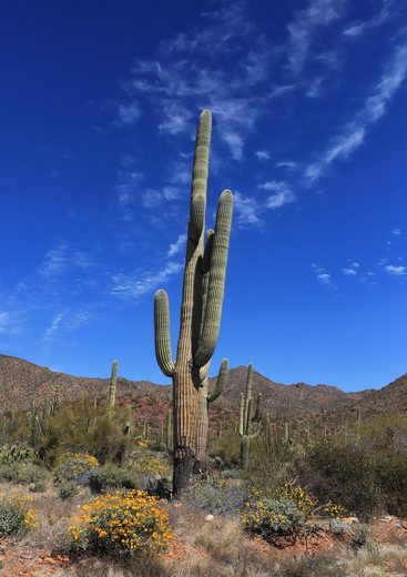 Saguaro National Park