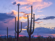Saguaro National Park West