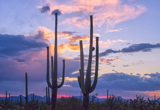 Saguaro National Park West
