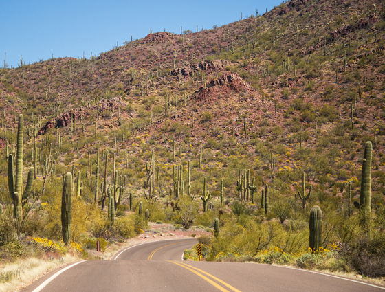 Saguaro National Park West