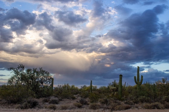 Saguaro National Park West