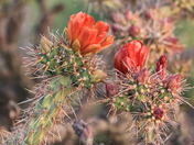 Saguaro National Park West