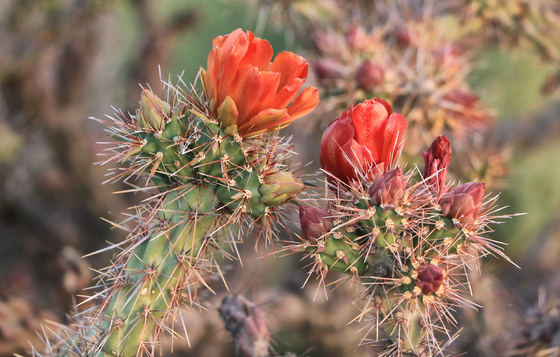 Saguaro National Park West