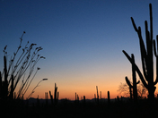 Saguaro National Park West