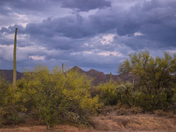 Saguaro National Park