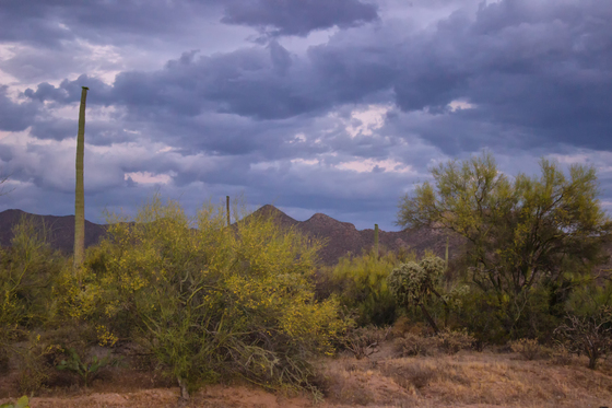Saguaro National Park